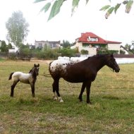 Lokal na sprzedaż