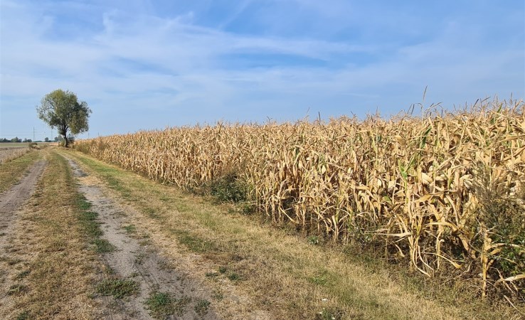 działka na sprzedaż - Wielowieś